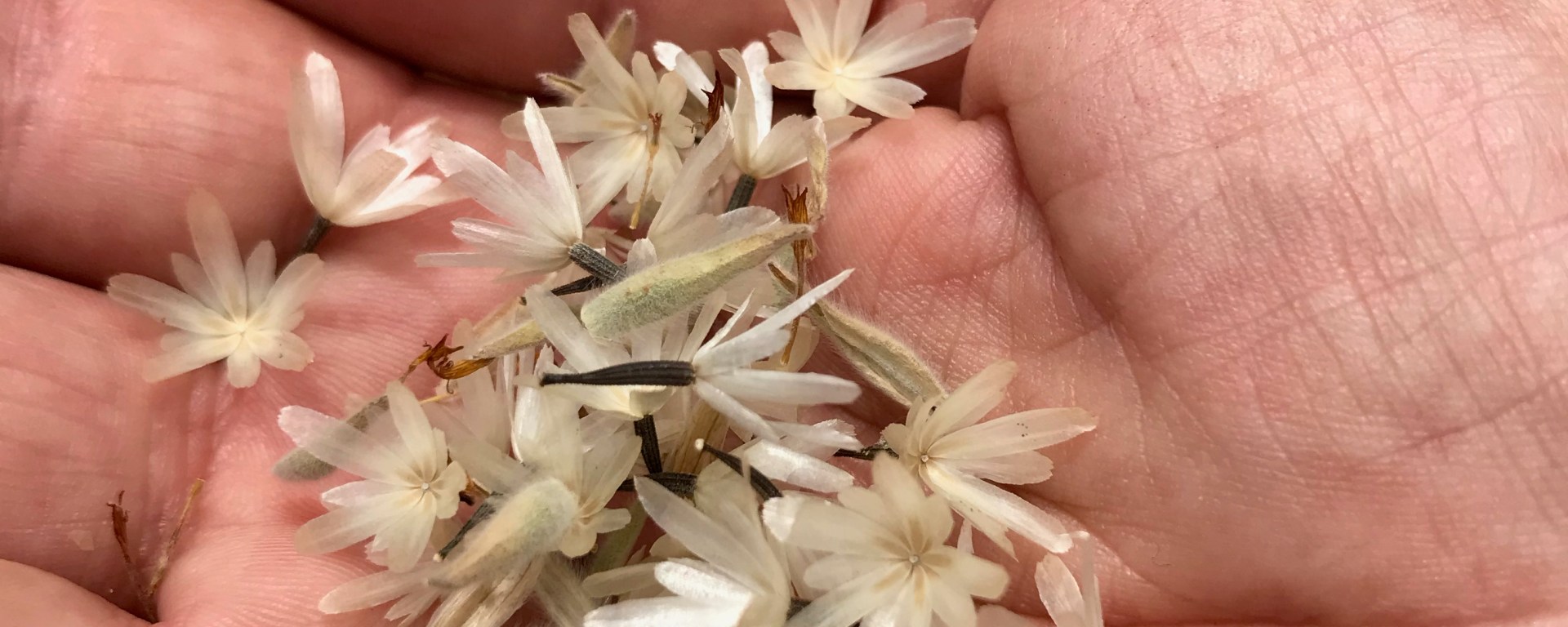 Seeds in the palm of a hand